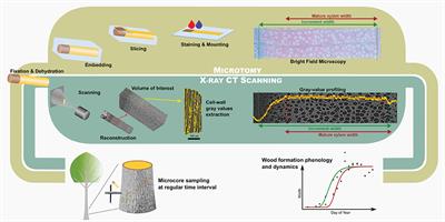 High-Resolution X-Ray Computed Tomography: A New Workflow for the Analysis of Xylogenesis and Intra-Seasonal Wood Biomass Production